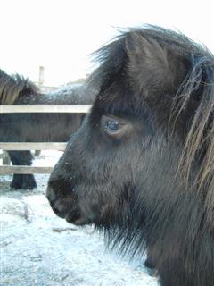 Snowy Logie Bear